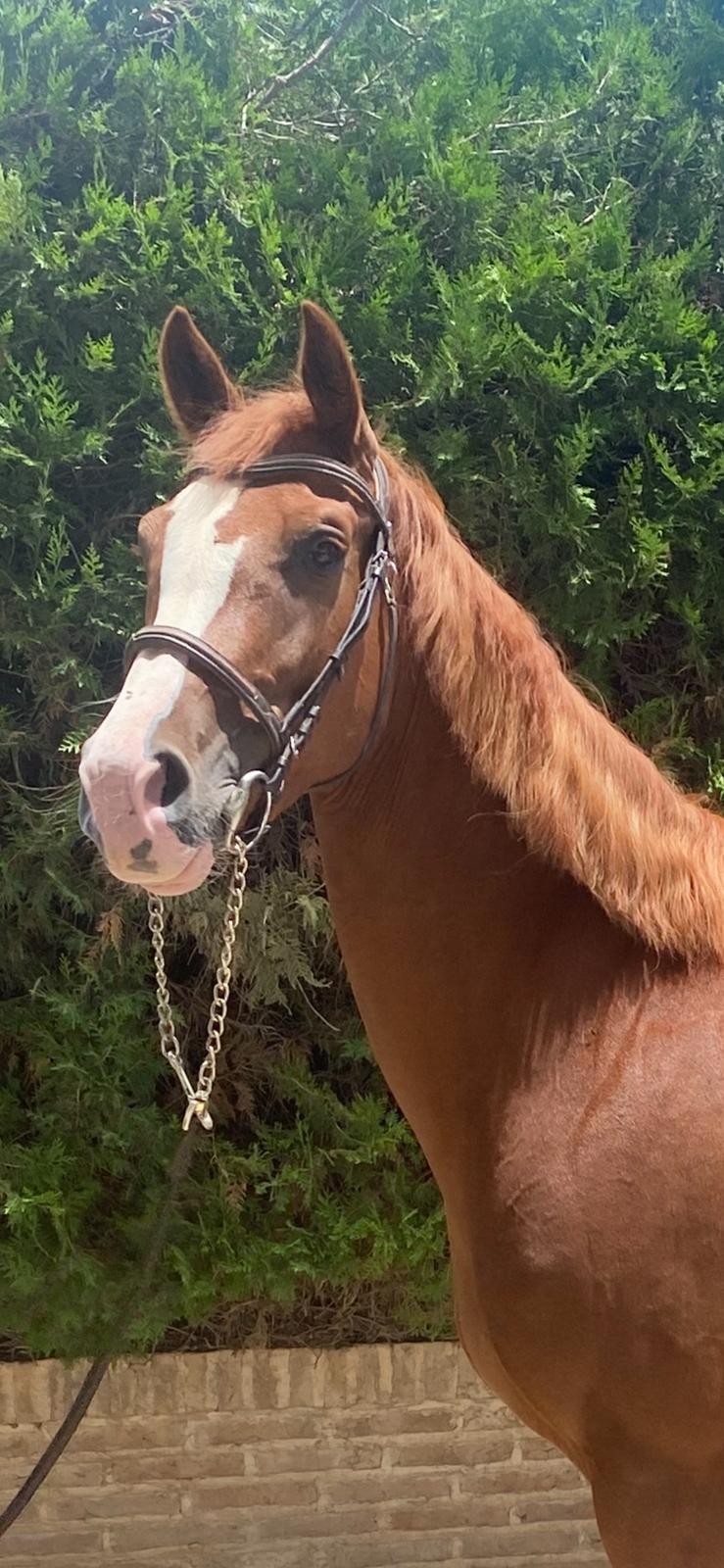 horse